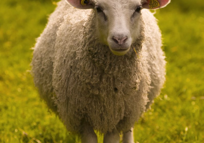  Waldspiel "Verlorenes Schaf und bester Hirte"