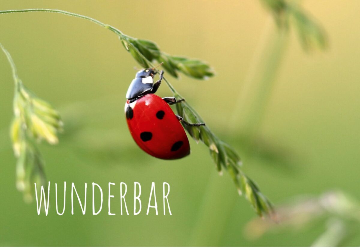 KON 2.2019 wunderbar