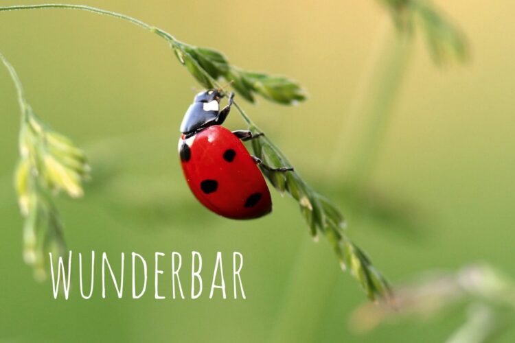 KON 2.2019 wunderbar