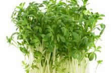  Das Weizenkorn, das in die Erde fällt