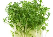 Das Weizenkorn, das in die Erde fällt