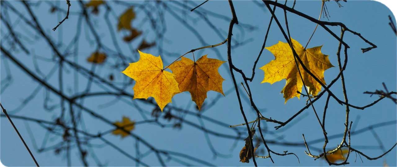 Newsletter November 2020