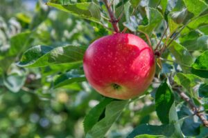 red apple fruit on green leaves during daytime