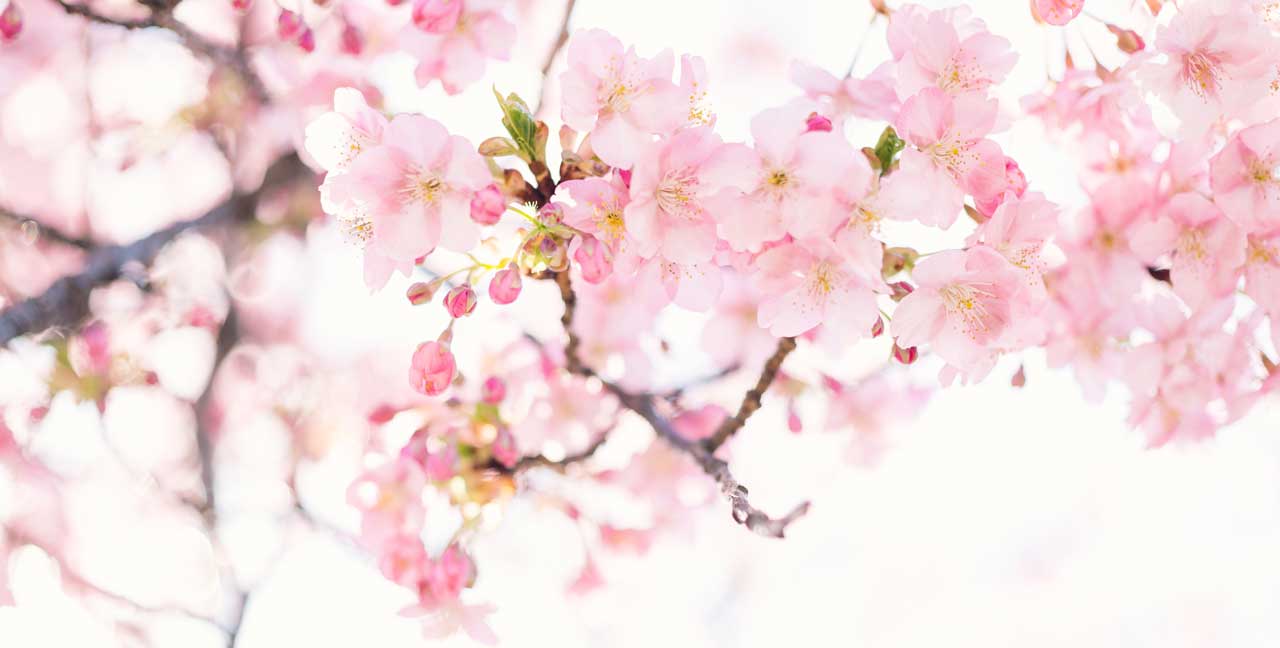 Kirshblüte