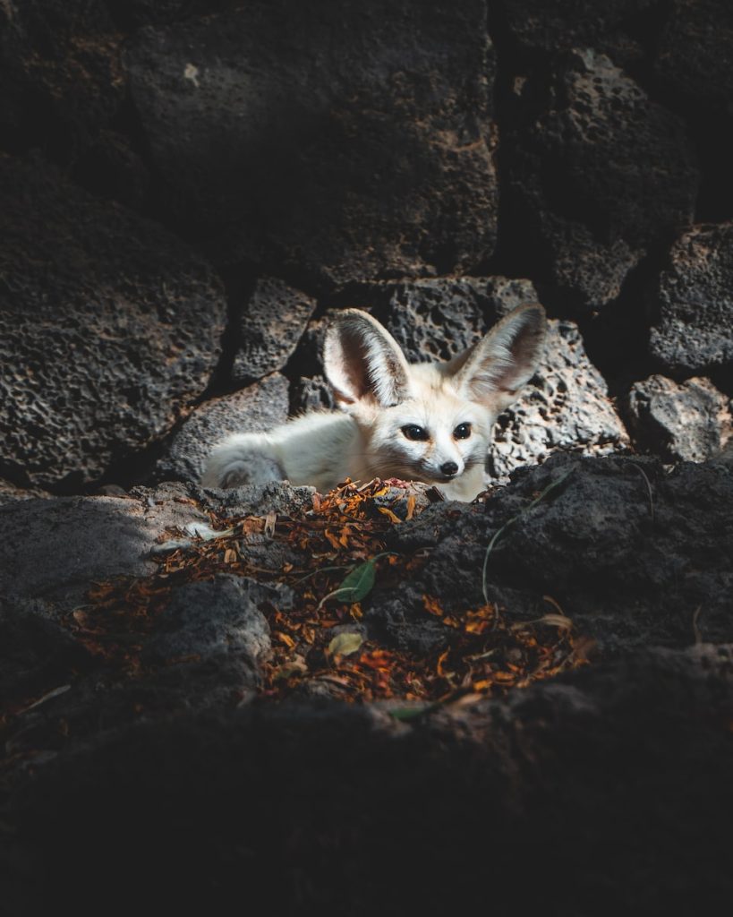 white and brown fox lying on ground