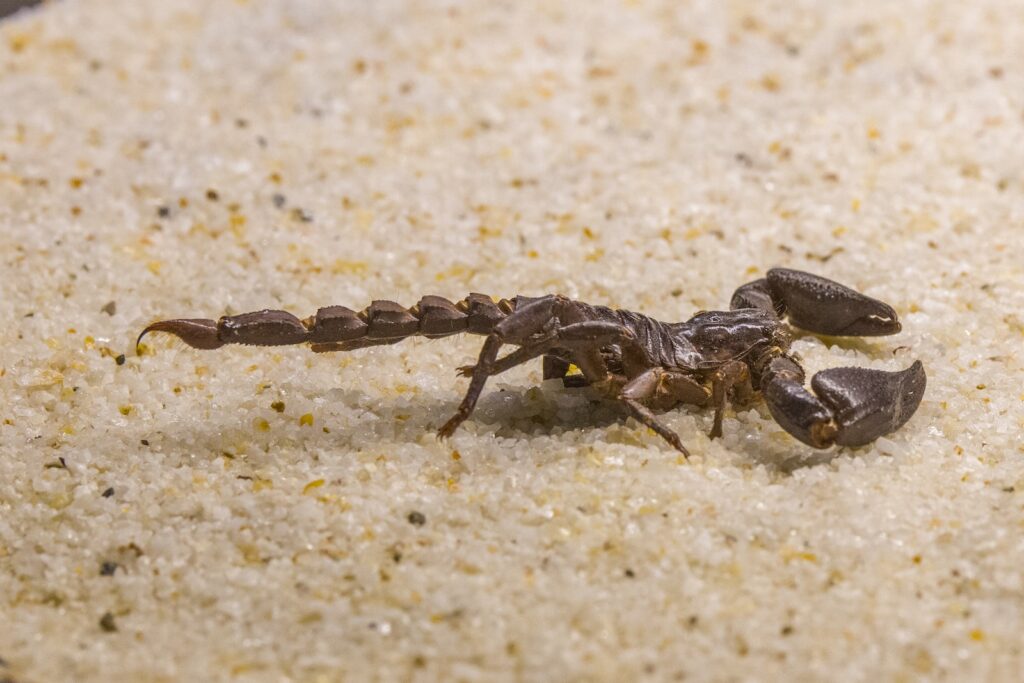 black and brown jumping spider on white sand