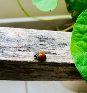 ladybug near leaf