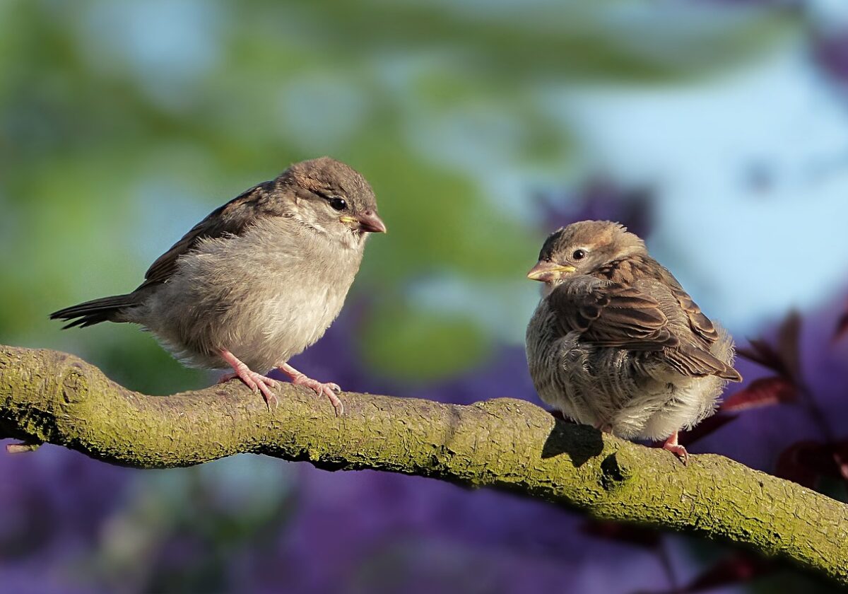 5. Tag: Wassertiere und Vögel