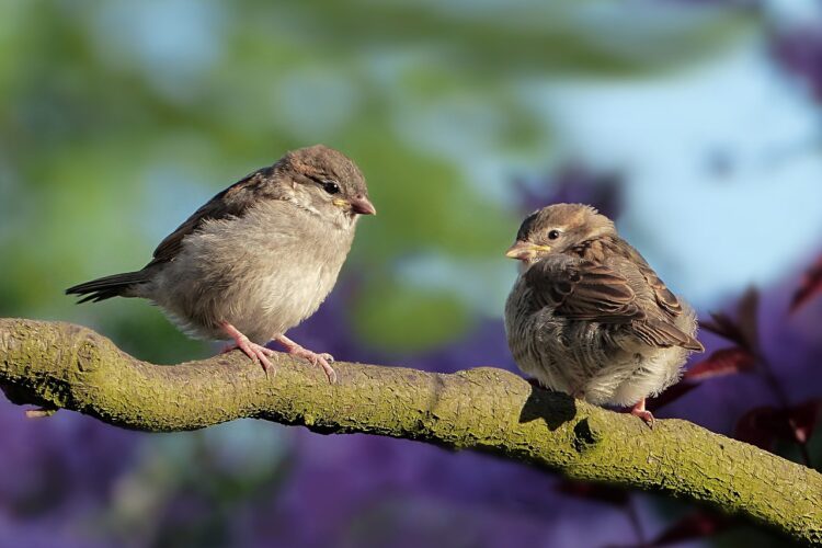  5. Tag: Wassertiere und Vögel