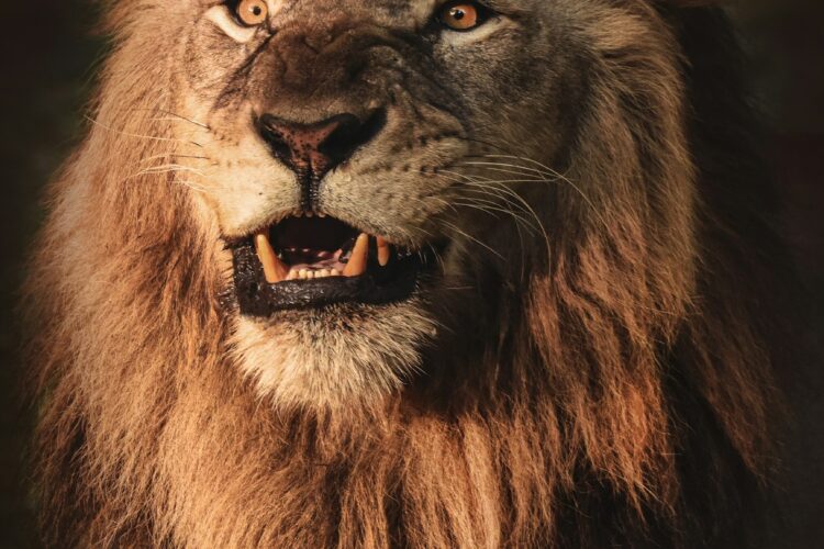  5. Daniel und die Löwen