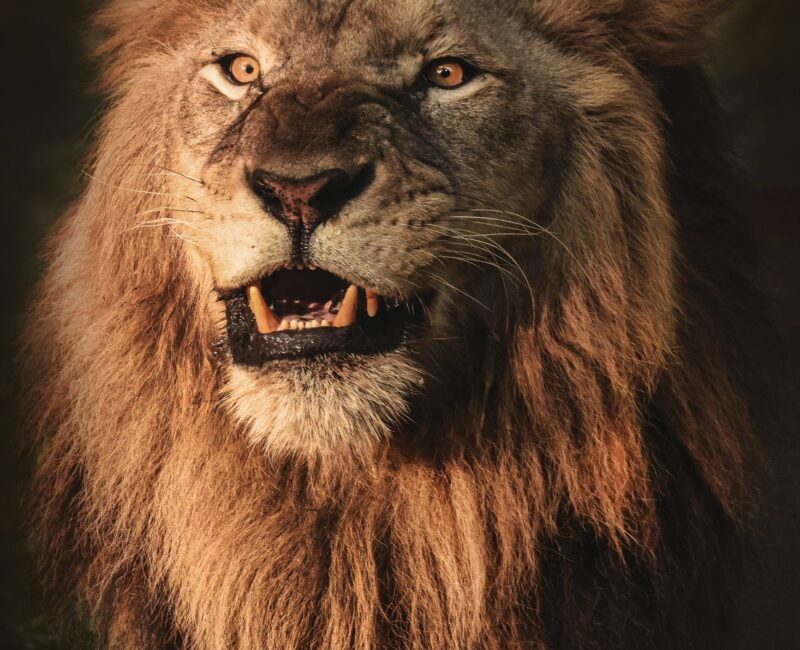 5. Daniel und die Löwen