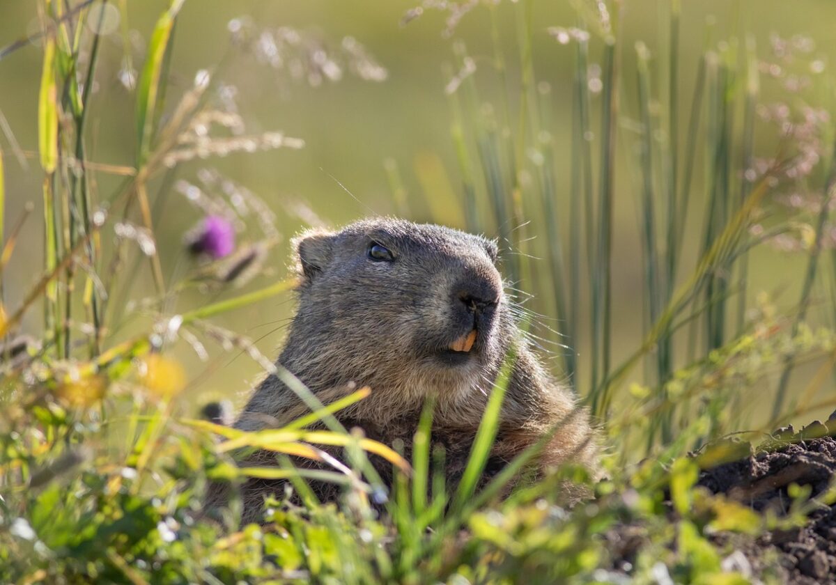  Und täglich grüßt das Murmeltier!