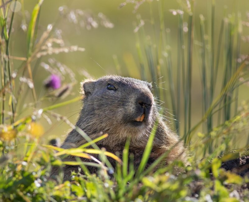 Und täglich grüßt das Murmeltier!