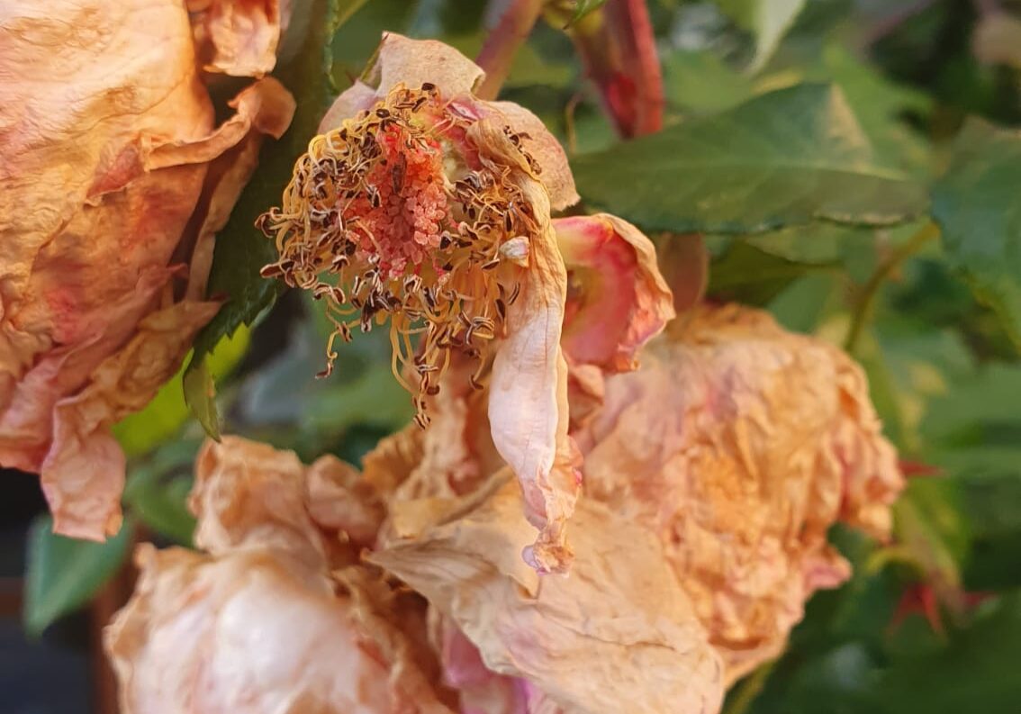 Die Zukunft der Erde: Upcycling oder Neuschöpfung?