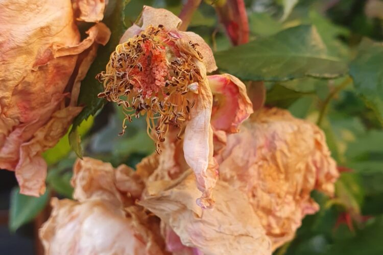  Die Zukunft der Erde: Upcycling oder Neuschöpfung?