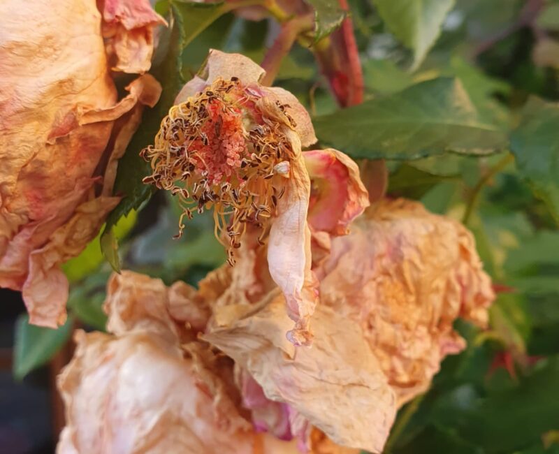 Die Zukunft der Erde: Upcycling oder Neuschöpfung?