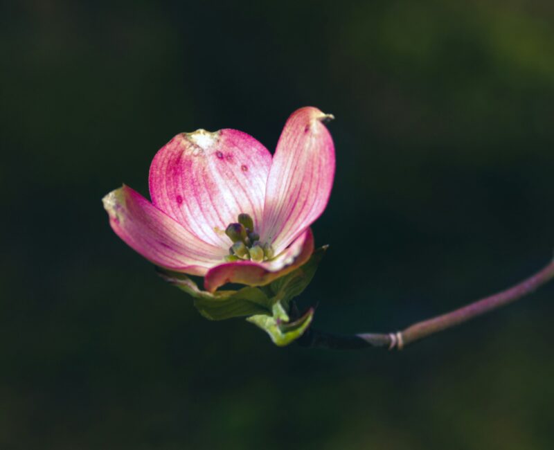 Jahreslosung 2026 - Alles wird neu! 