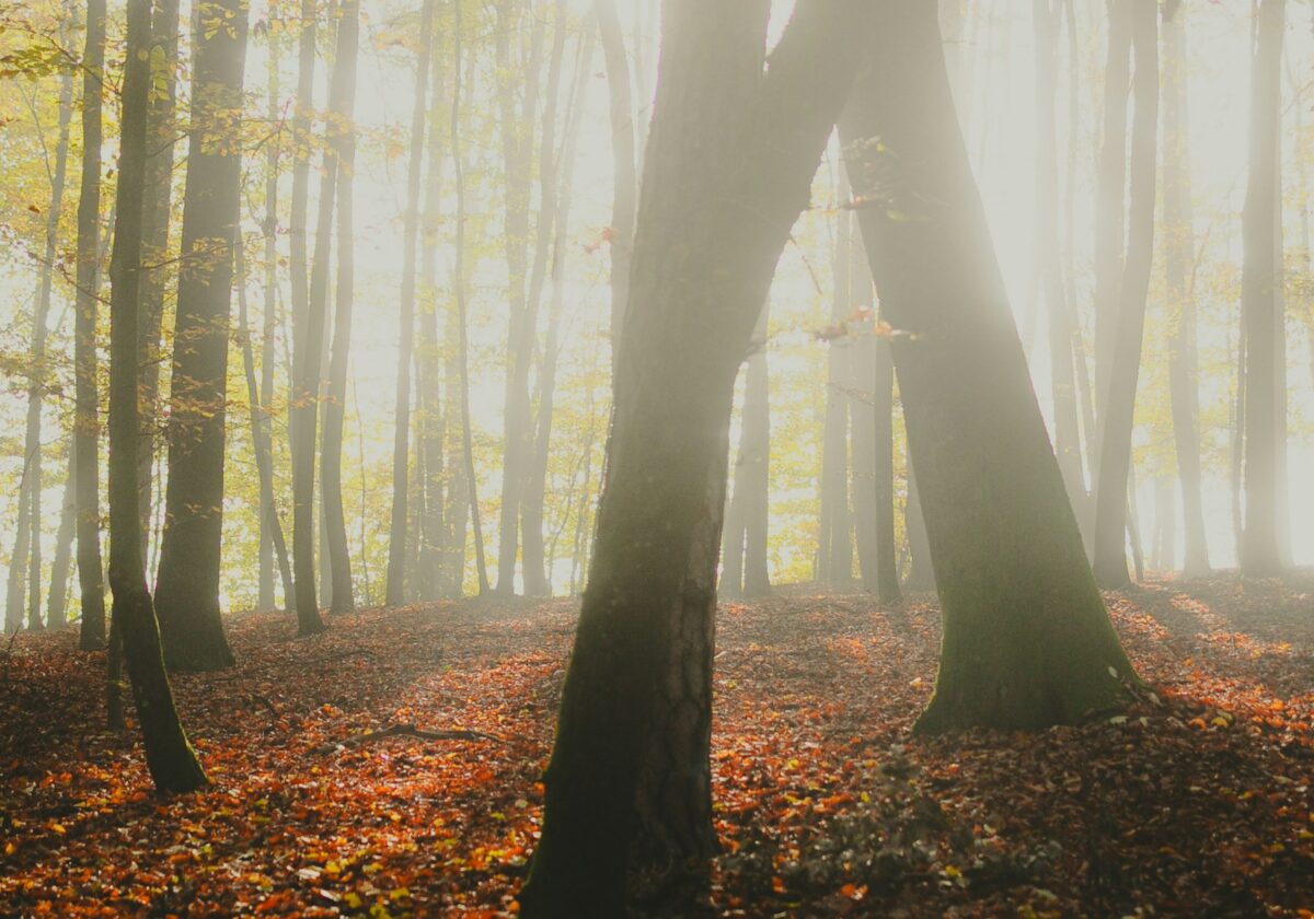  Schalom, Gottes Wirklichkeit
