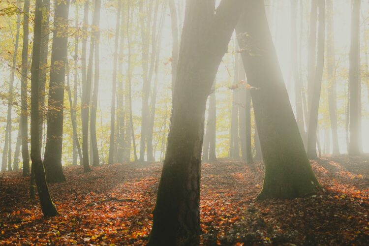  Schalom, Gottes Wirklichkeit