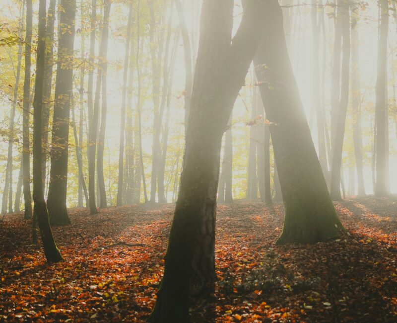 Schalom, Gottes Wirklichkeit